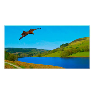 Póster Buzzard común en vuelo sobre el reservorio Ladybow