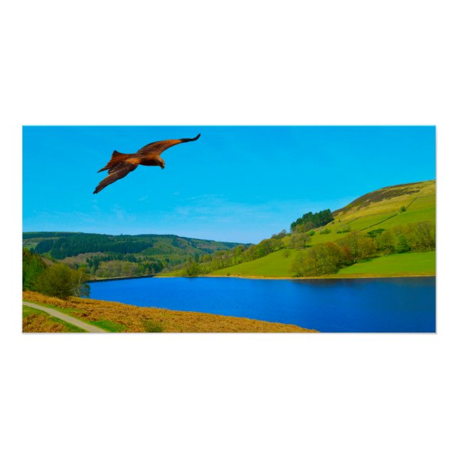 Póster Buzzard común en vuelo sobre el reservorio Ladybow (Anverso)
