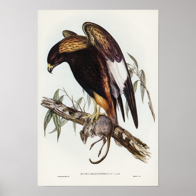 Póster Buzzard con los pechos negros por Elizabeth Gould (Frente)