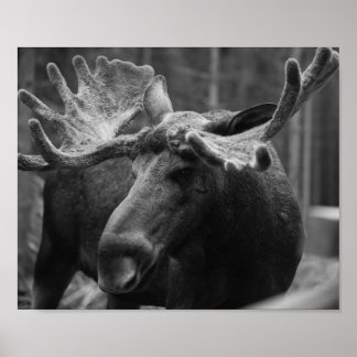 Póster BW Moose