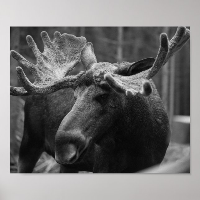 Póster BW Moose (Frente)