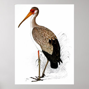 Póster C G Finch-Davies Yellow Billing Stork