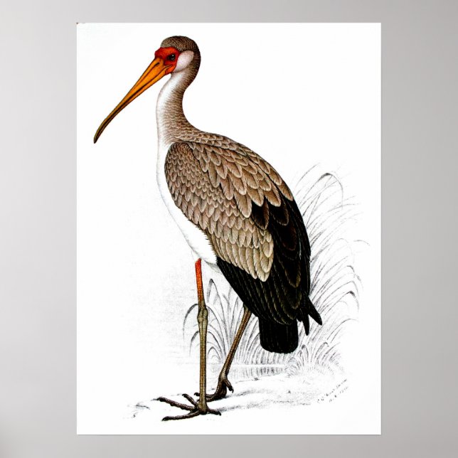 Póster C G Finch-Davies Yellow Billing Stork (Frente)