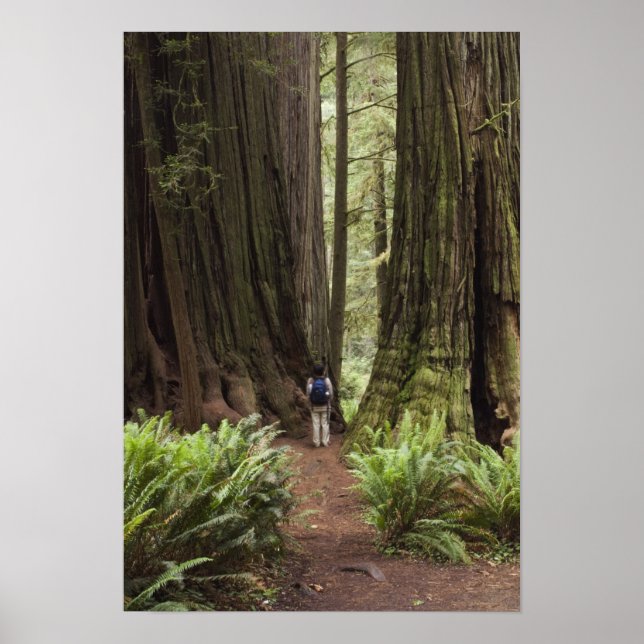 Póster CA, Parque Estatal de Redwoods Jedediah Smith, (Frente)