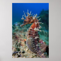 Caballito d emar | Hippocampus Ramulosus