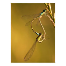 Caballitos del diablo dorados Fotografía macro ori