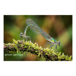 Póster Caballitos del diablo Macro - Amor Iridescente en