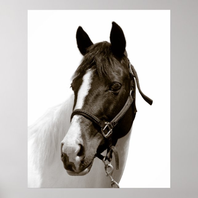 Póster Caballo (Frente)