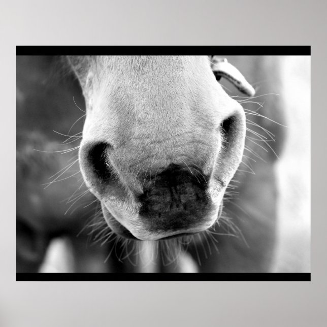 Póster Caballo (Frente)