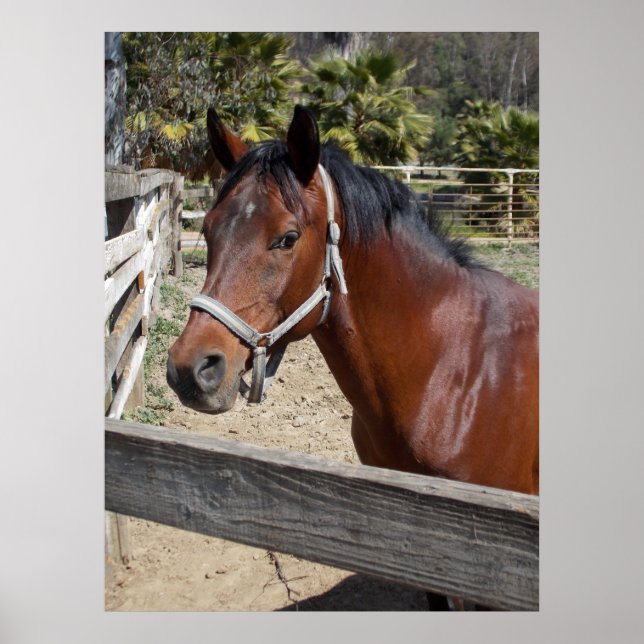 Póster Caballo (Frente)