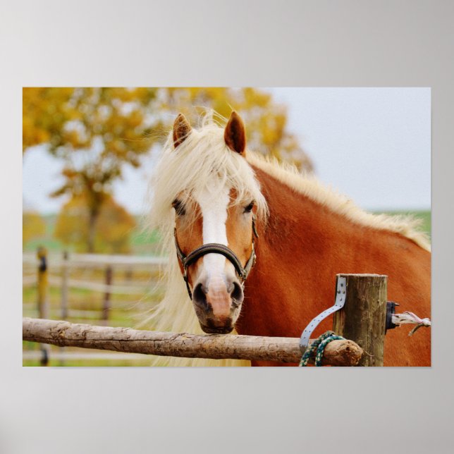 Póster Caballo a la entrada (Frente)