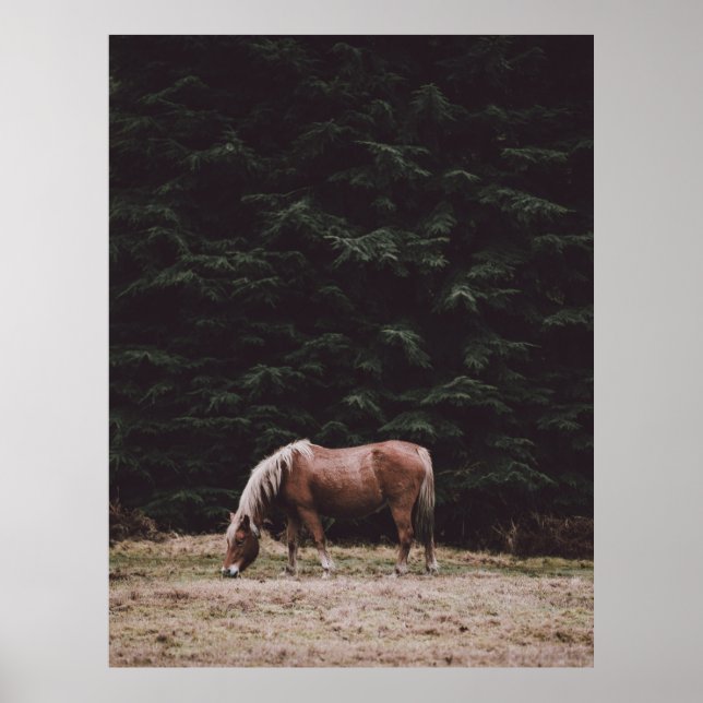PÓSTER CABALLO A LA SOMBRA DE LOS CONFIADORES (Frente)