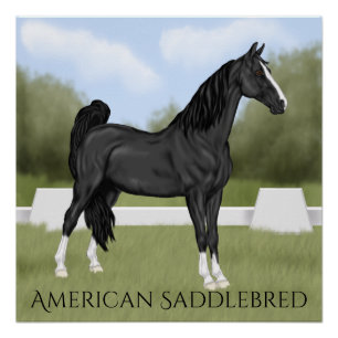 Póster Caballo American Saddle-bred