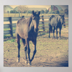 Póster Caballo amistoso, caballo tímido