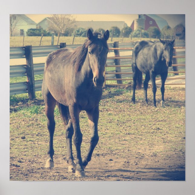 Póster Caballo amistoso, caballo tímido (Frente)