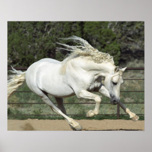 Póster Caballo Andaluz corriendo, PR