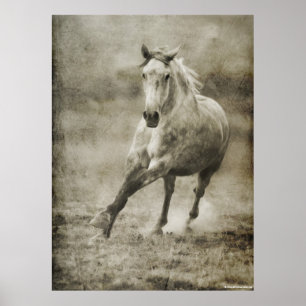 Póster Caballo andaluz galopante ruso