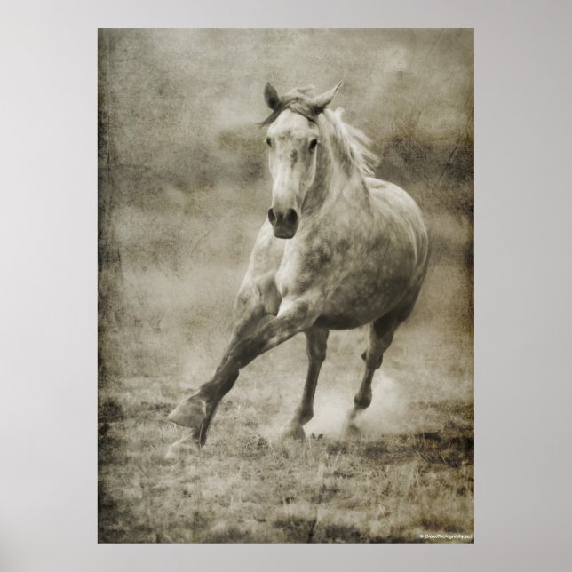 Póster Caballo andaluz galopante ruso (Frente)