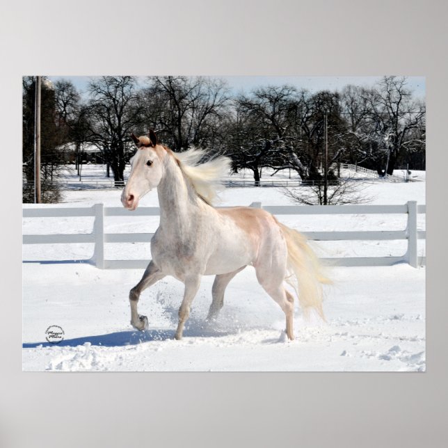 Póster Caballo andando de Tennessee en la nieve (Frente)