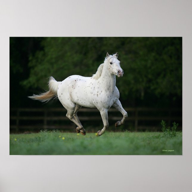 Póster Caballo Appaloosa Corriendo 1 (Frente)