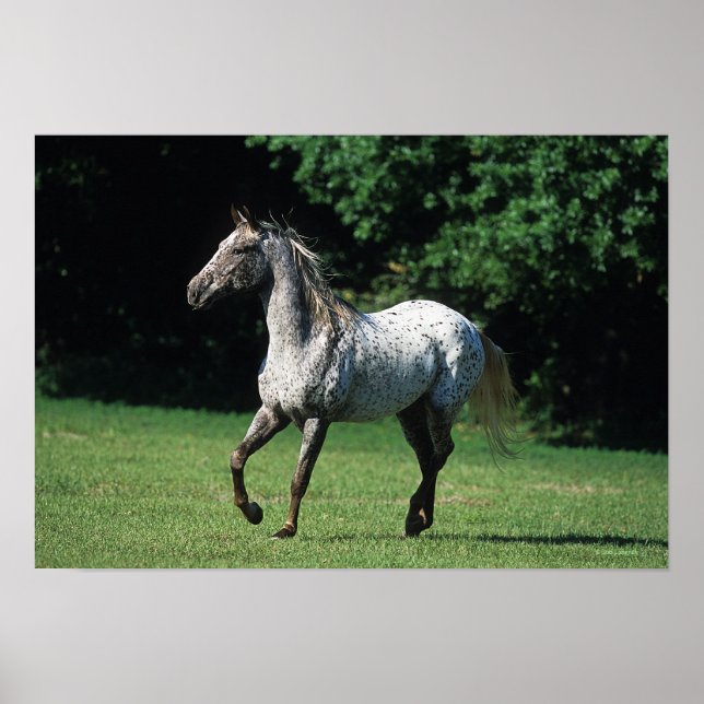 Póster Caballo Appaloosa Corriendo 2 (Frente)