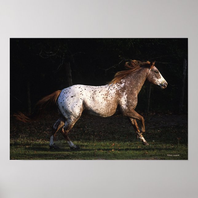 Póster Caballo Appaloosa Corriendo 4 (Frente)