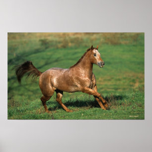 Póster Caballo Appaloosa corriendo en campo de hierba