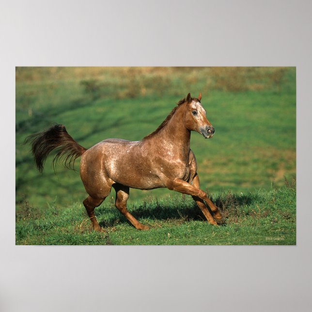 Póster Caballo Appaloosa corriendo en campo de hierba (Frente)