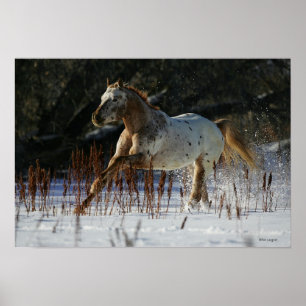 Póster Caballo Appaloosa corriendo en la nieve