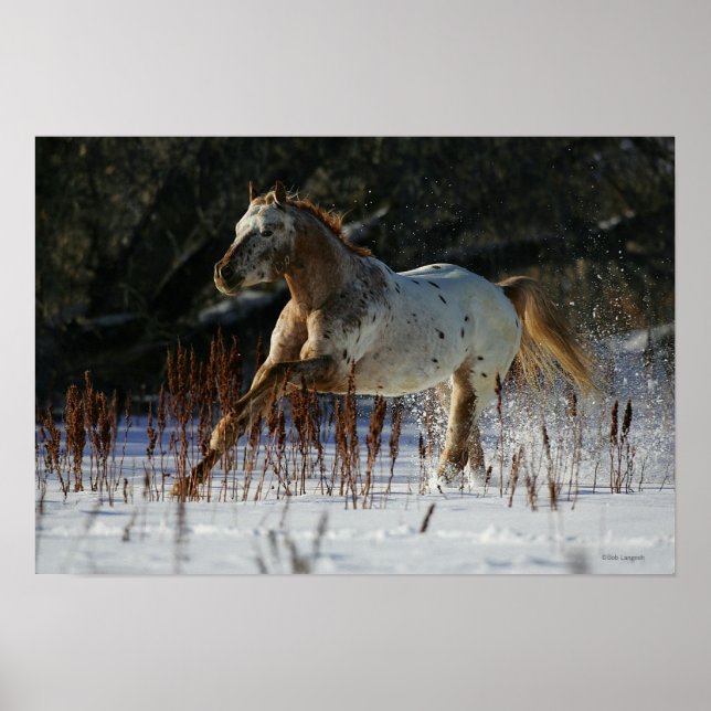 Póster Caballo Appaloosa corriendo en la nieve (Frente)