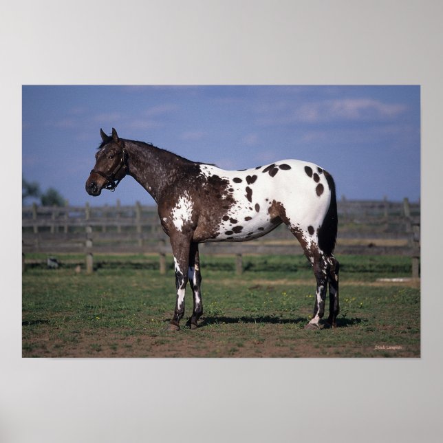 Póster Caballo Appaloosa de pie (Frente)
