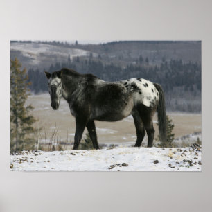 Póster Caballo Appaloosa en la Nieve