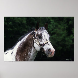 Póster Caballo Appaloosa Headshot 2