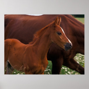Póster Caballo árabe cerca de la madre