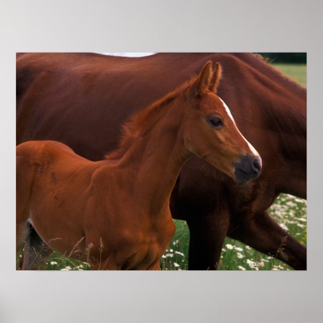 Póster Caballo árabe cerca de la madre (Frente)