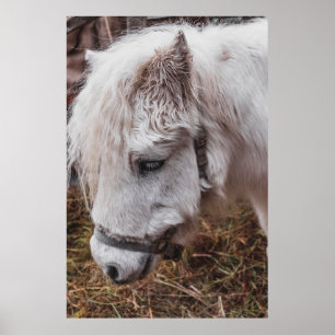 PÓSTER CABALLO BLANCO