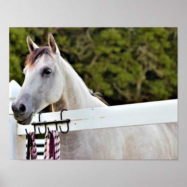 Póster Caballo Blanco (Frente)