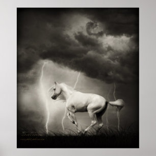 Póster Caballo blanco