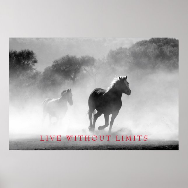 Póster Caballo blanco blanco y negro sin límites (Frente)