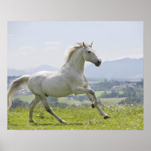 Póster caballo blanco corriendo en la pradera