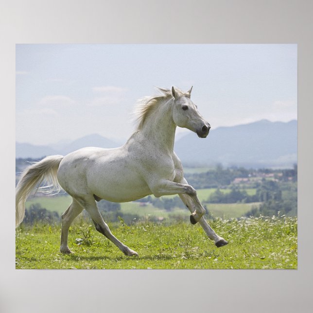 Póster caballo blanco corriendo en la pradera (Frente)