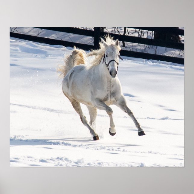 Póster Caballo Blanco Corriendo En Nieve (Frente)