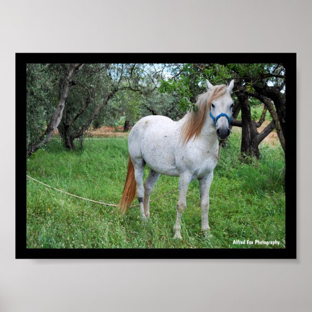 Póster Caballo Blanco en Campo de Hierba (Frente)