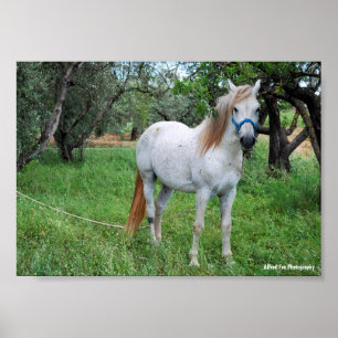 Póster Caballo Blanco en Campo de Hierba