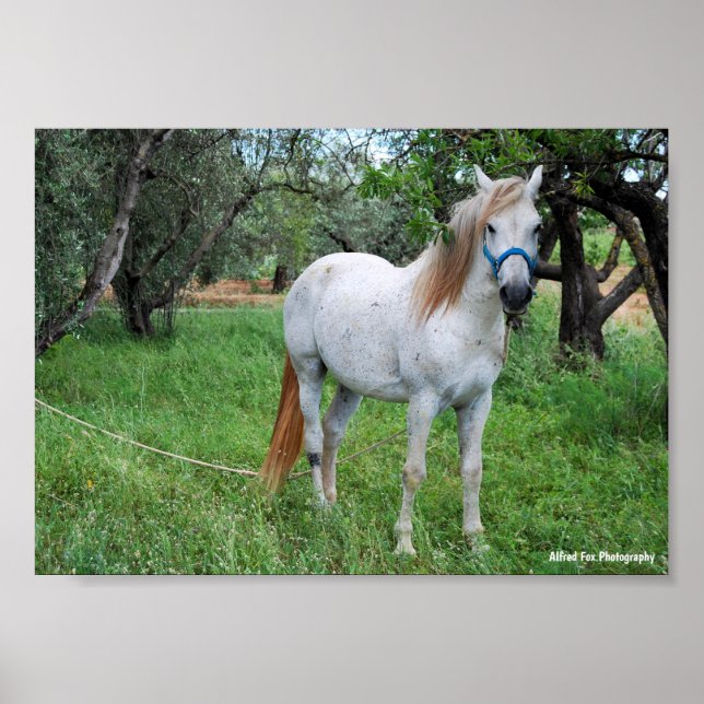 Póster Caballo Blanco en Campo de Hierba (Frente)