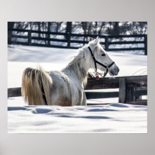 Póster Caballo Blanco En Nieve