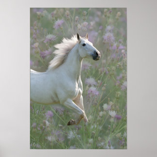 Póster Caballo blanco en poster de flores