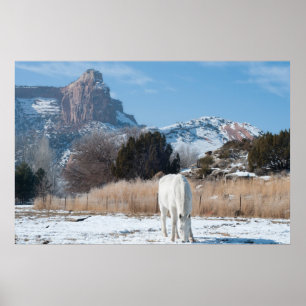 Póster Caballo blanco en un campo del invierno