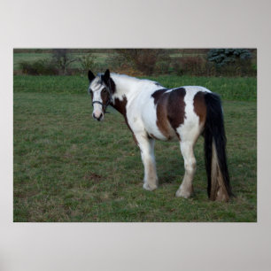 Póster Caballo blanco marrón