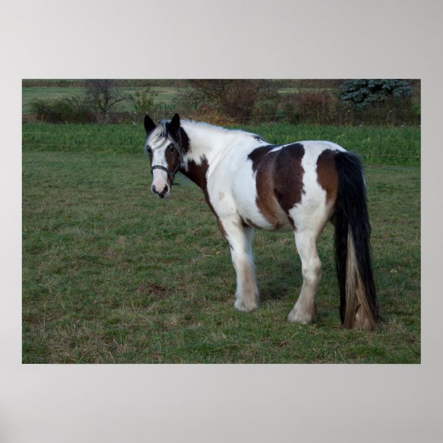 Póster Caballo blanco marrón (Frente)